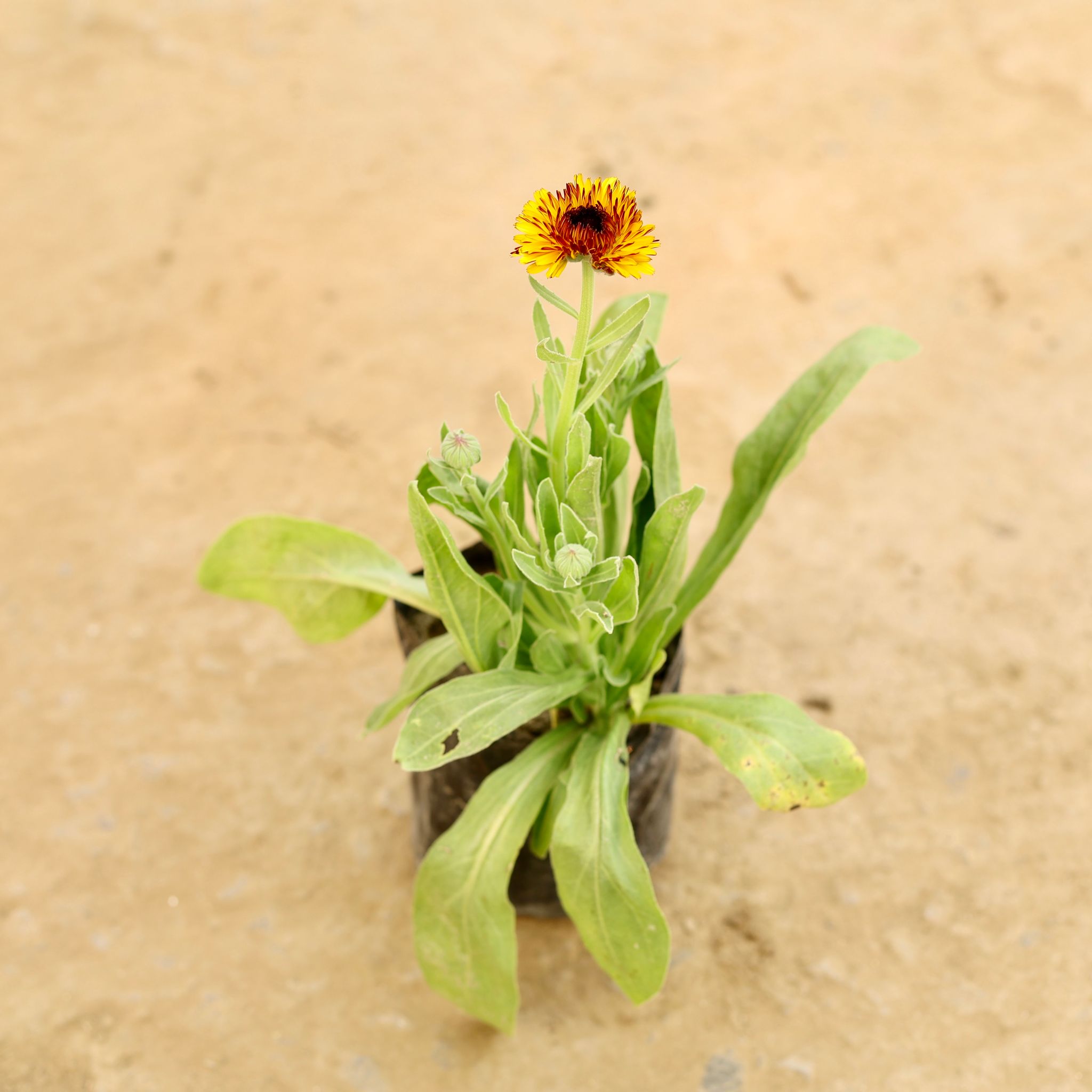 Calendula (any colour) in 4 Inch Nursery bag