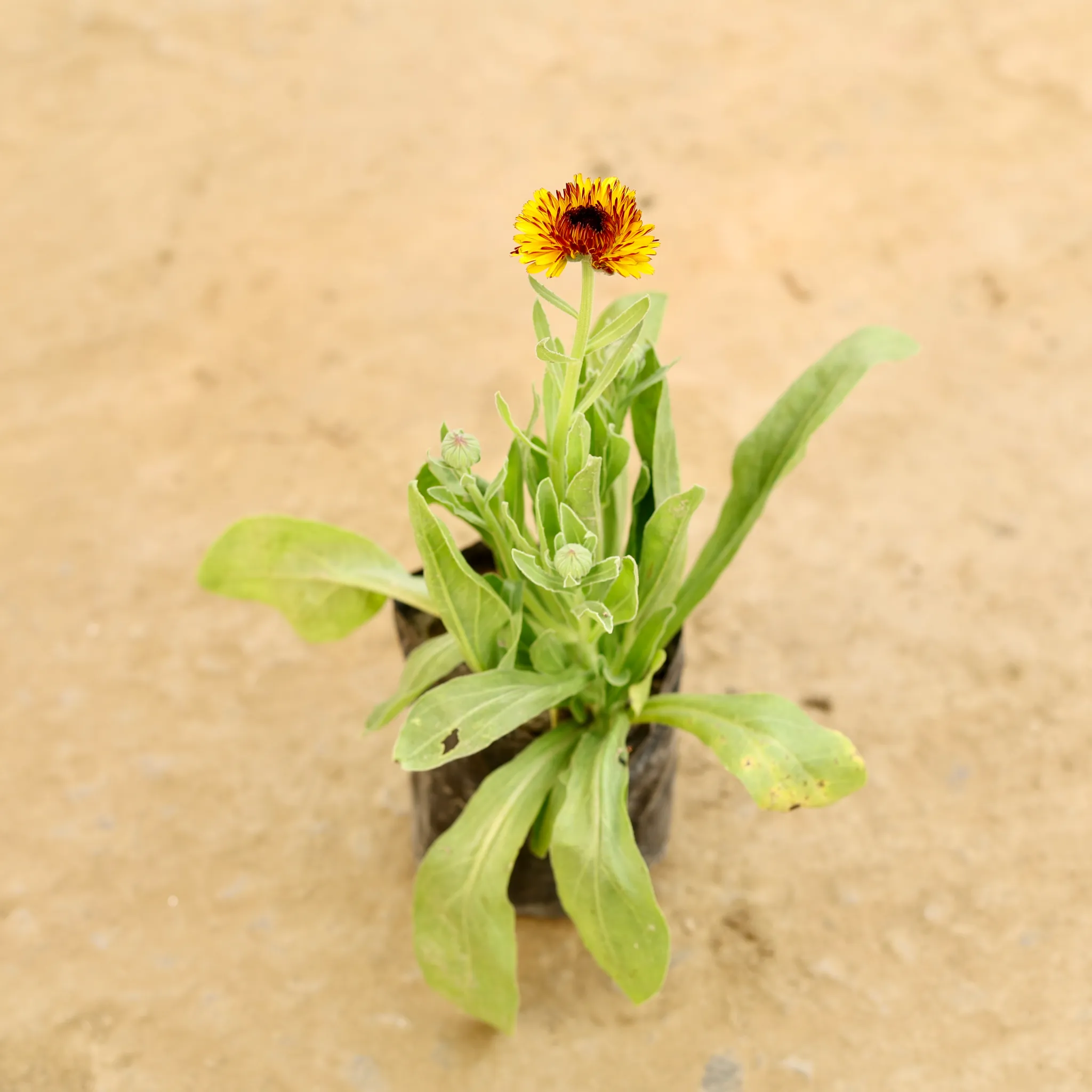 Calendula (any colour) in 4 Inch Nursery bag