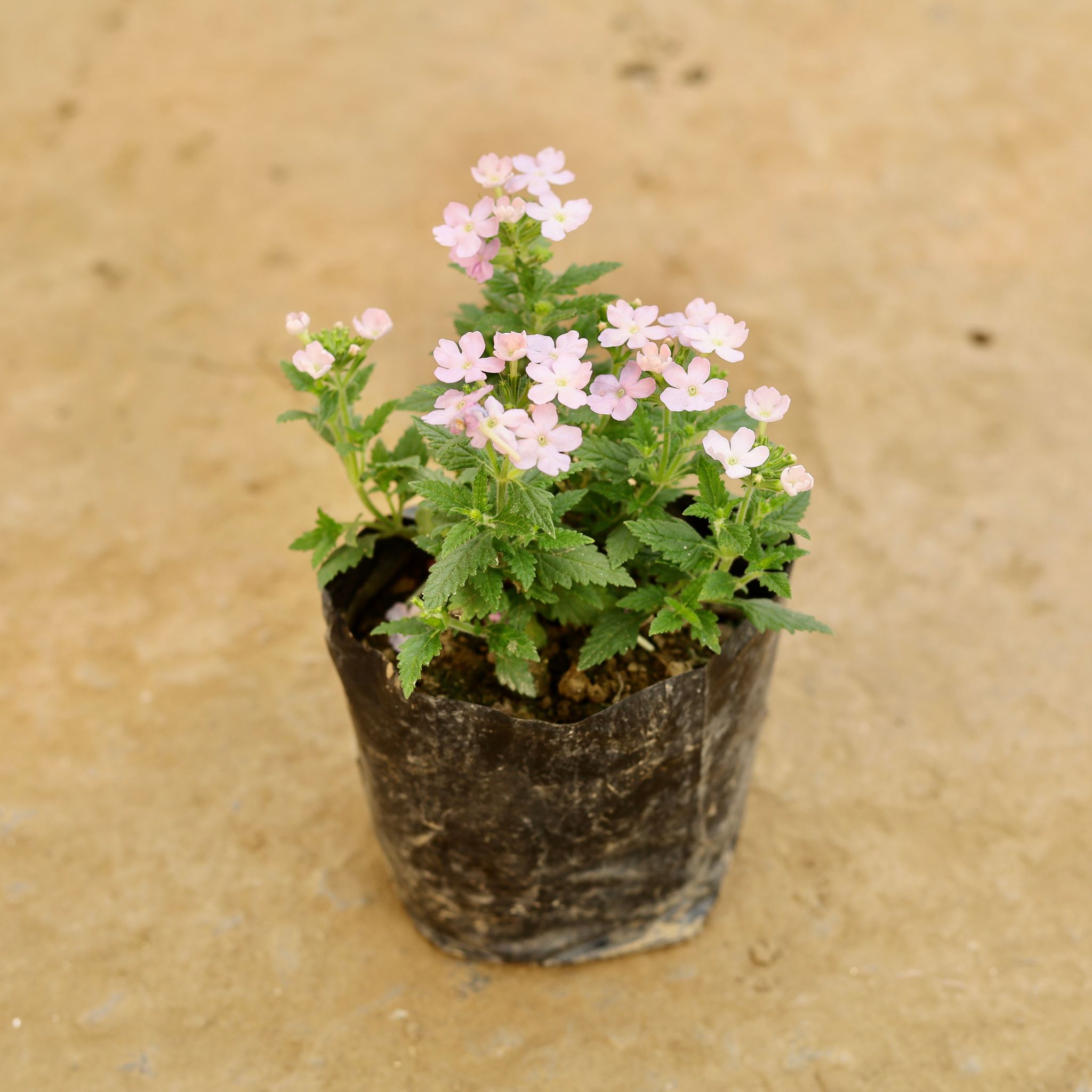 Verbena (Any Colour) in 4 Inch Nursery bag