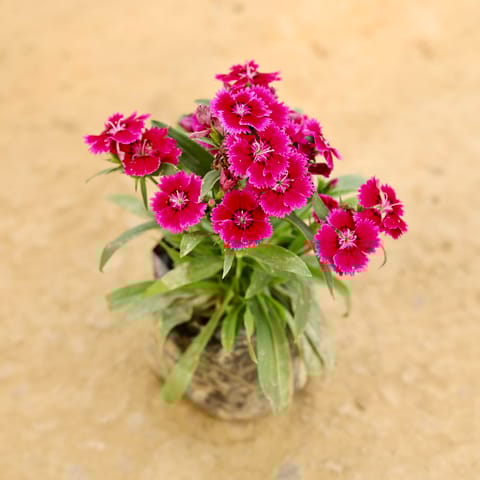 Dianthus (any colour) in 4 Inch Nursery bag