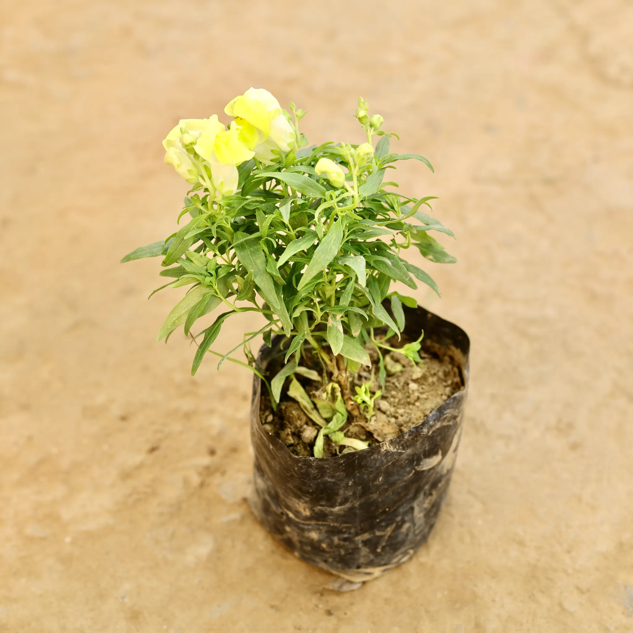 Antirrhinum Majus / Dog Flower (any colour) in 4 Inch Nursery bag