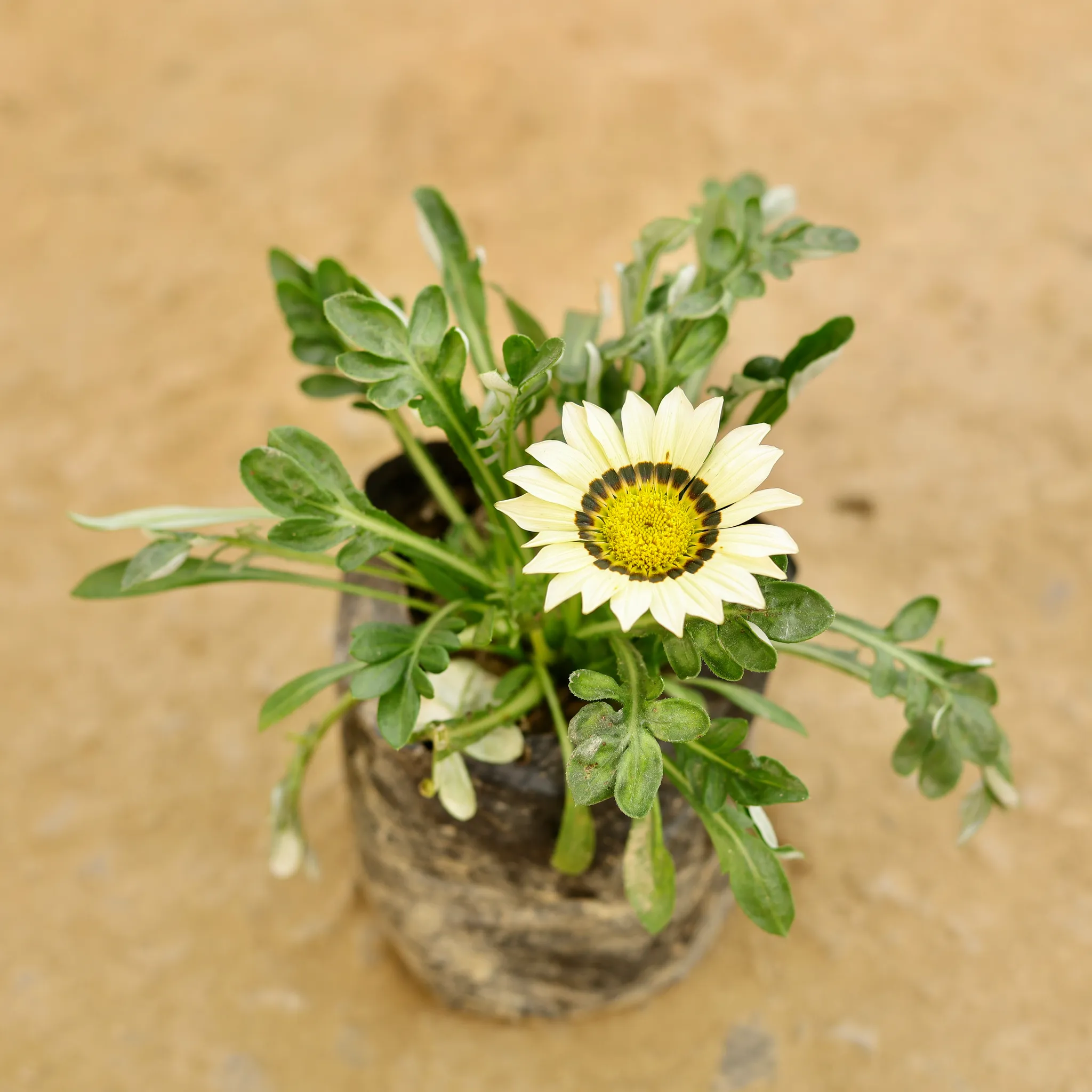 Gazania (Any Colour) in 4 Inch Nursery bag