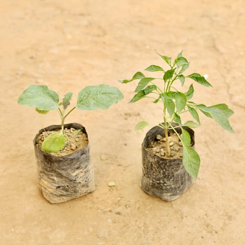 Set of 2 - Brinjal & Mirchi Plant in 4 Inch Nursery bag