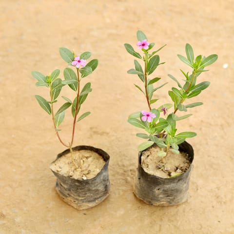 Set of 2 - Periwinkle / Sadabahar / Vinca (Any Colour) in 4 Inch Nursery bag