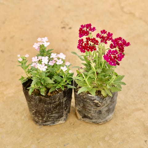 Set of 2 - verbena (any colour) in 4 Inch Nursery bag
