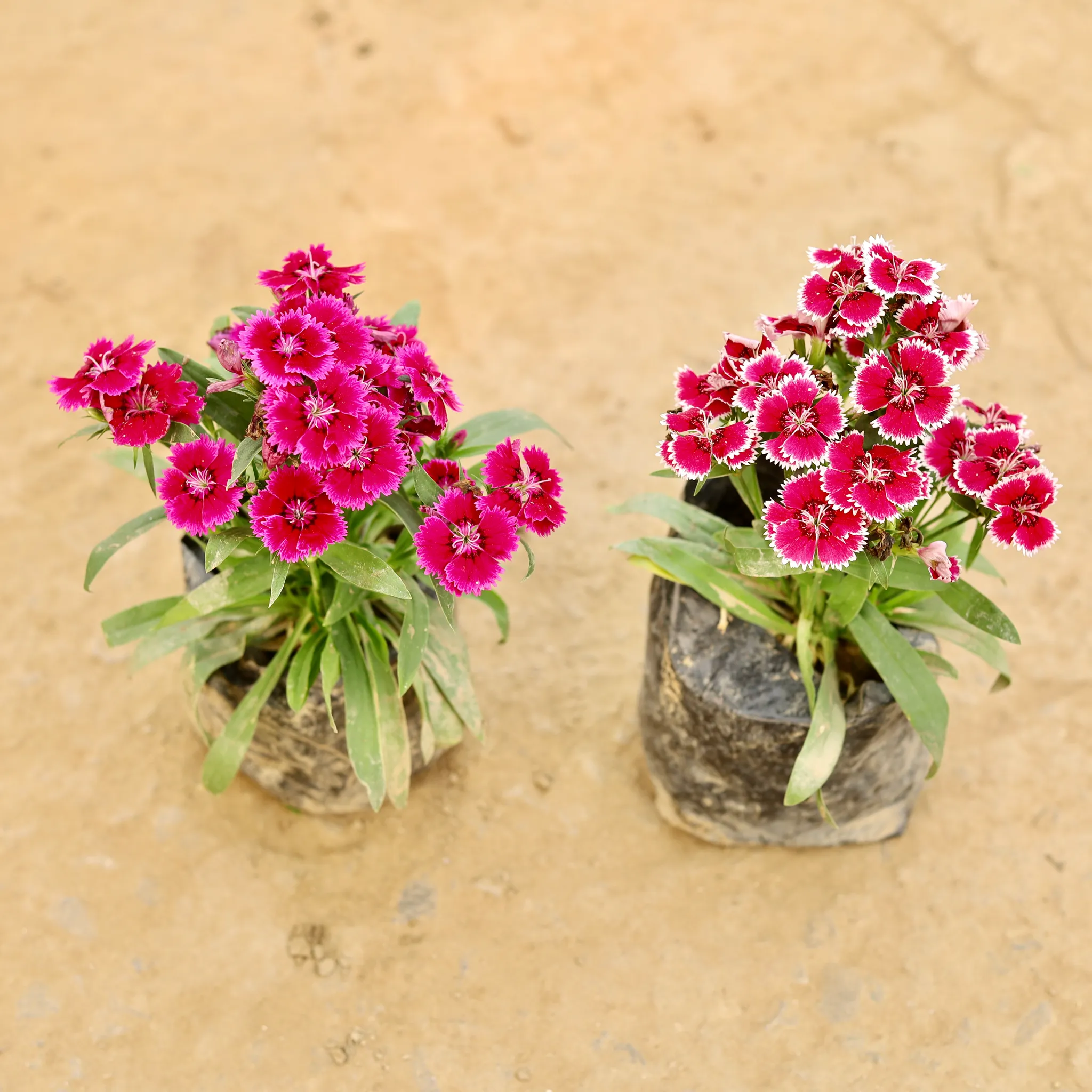 Set of 2 - Dianthus (any colour) in 4 Inch Nursery bag