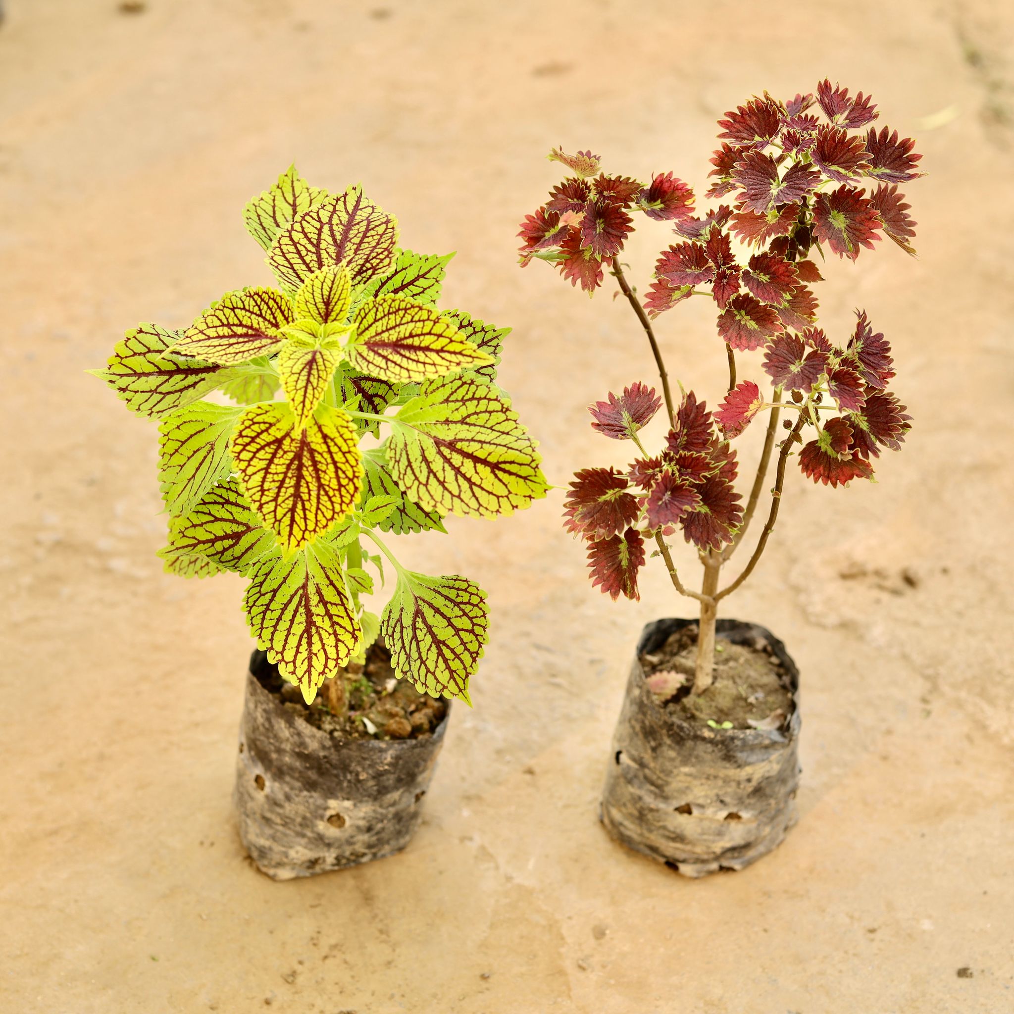 Set of 2 - Coleus (Any Colour) (Any Design) in 4 Inch Nursery bag