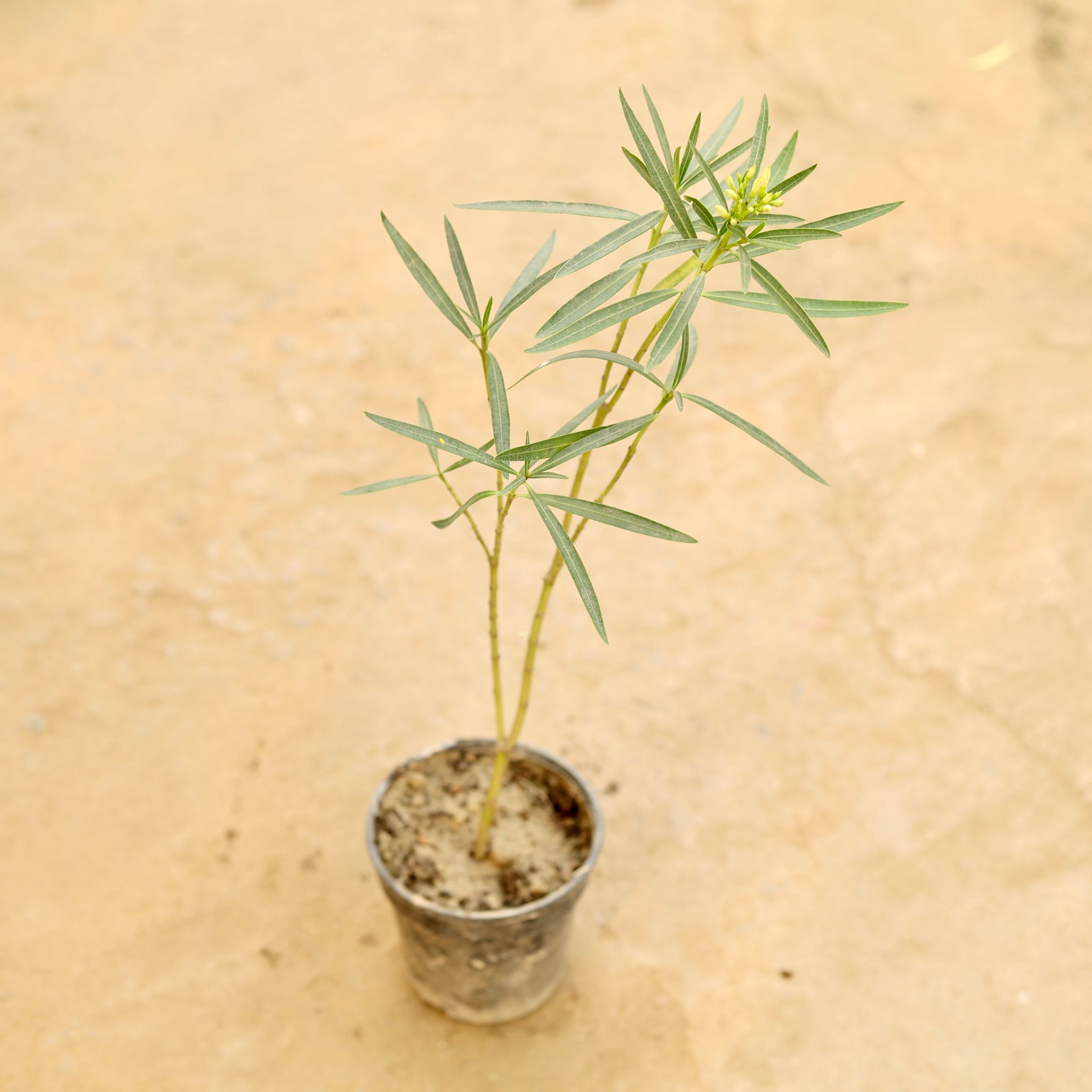 Kaner / Oleander (any colour) in 5 Inch Nursery Pot