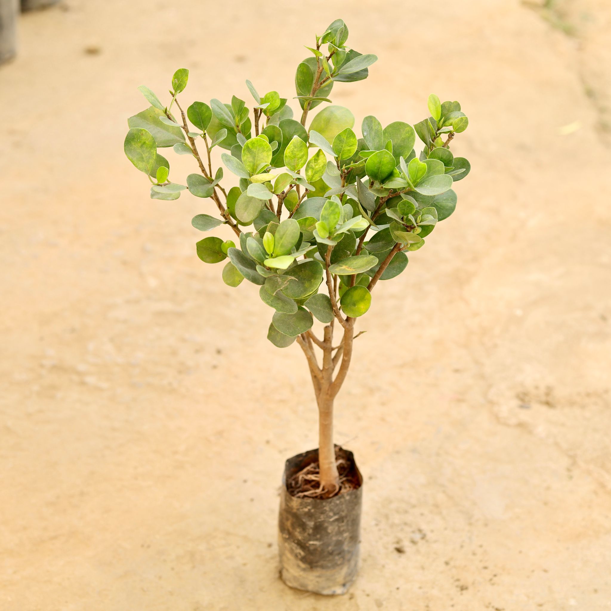 Ficus Moclaim in 4 Inch Nursery bag