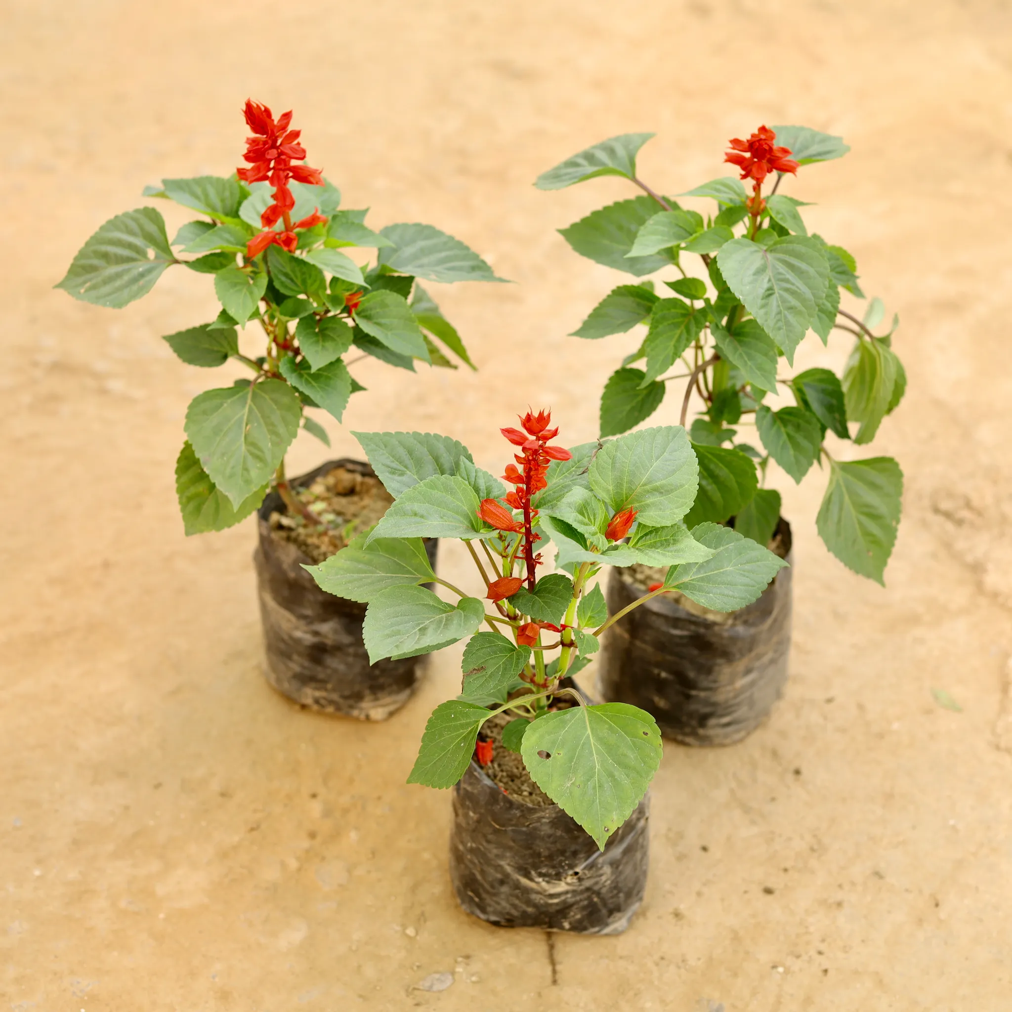 Set of 3 - Salvia Red in 4 Inch Nursery bag