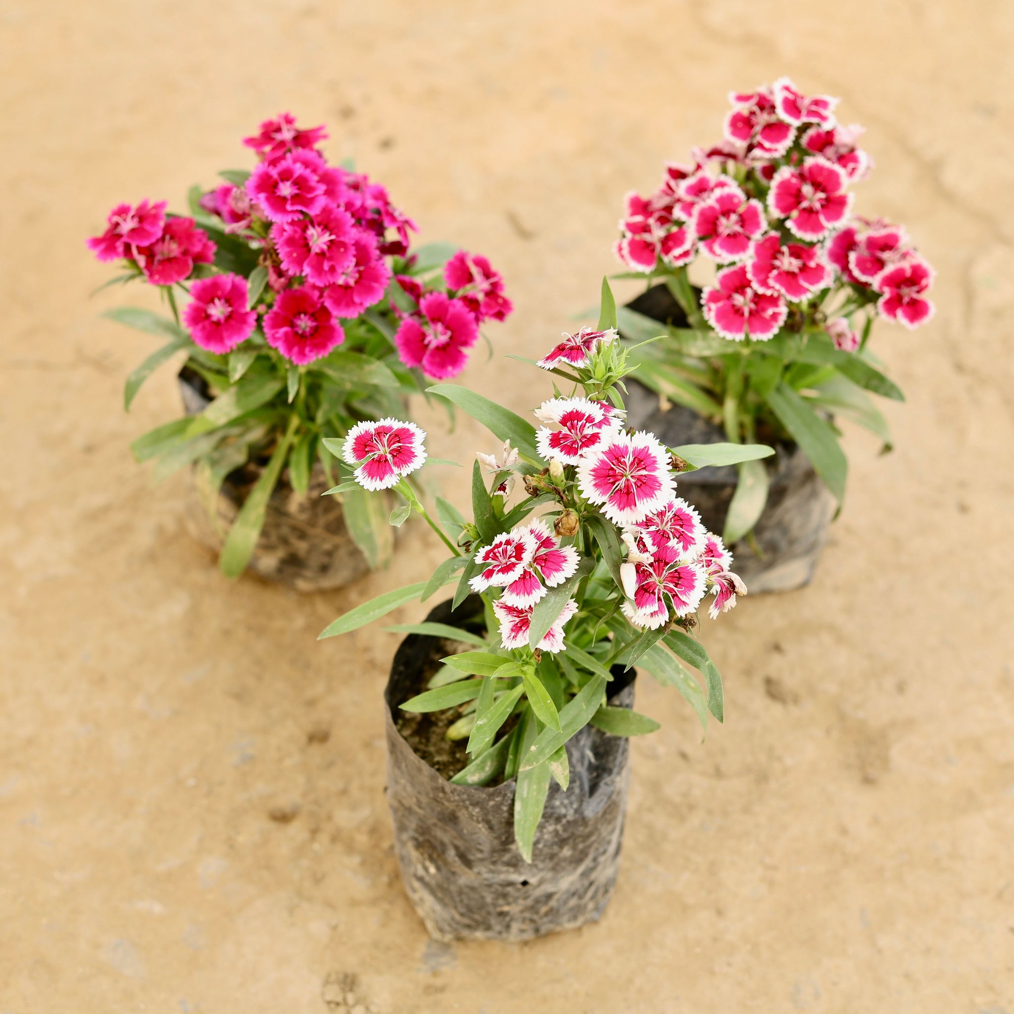 Set of 3 - Dianthus (any colour) in 4 Inch Nursery bag