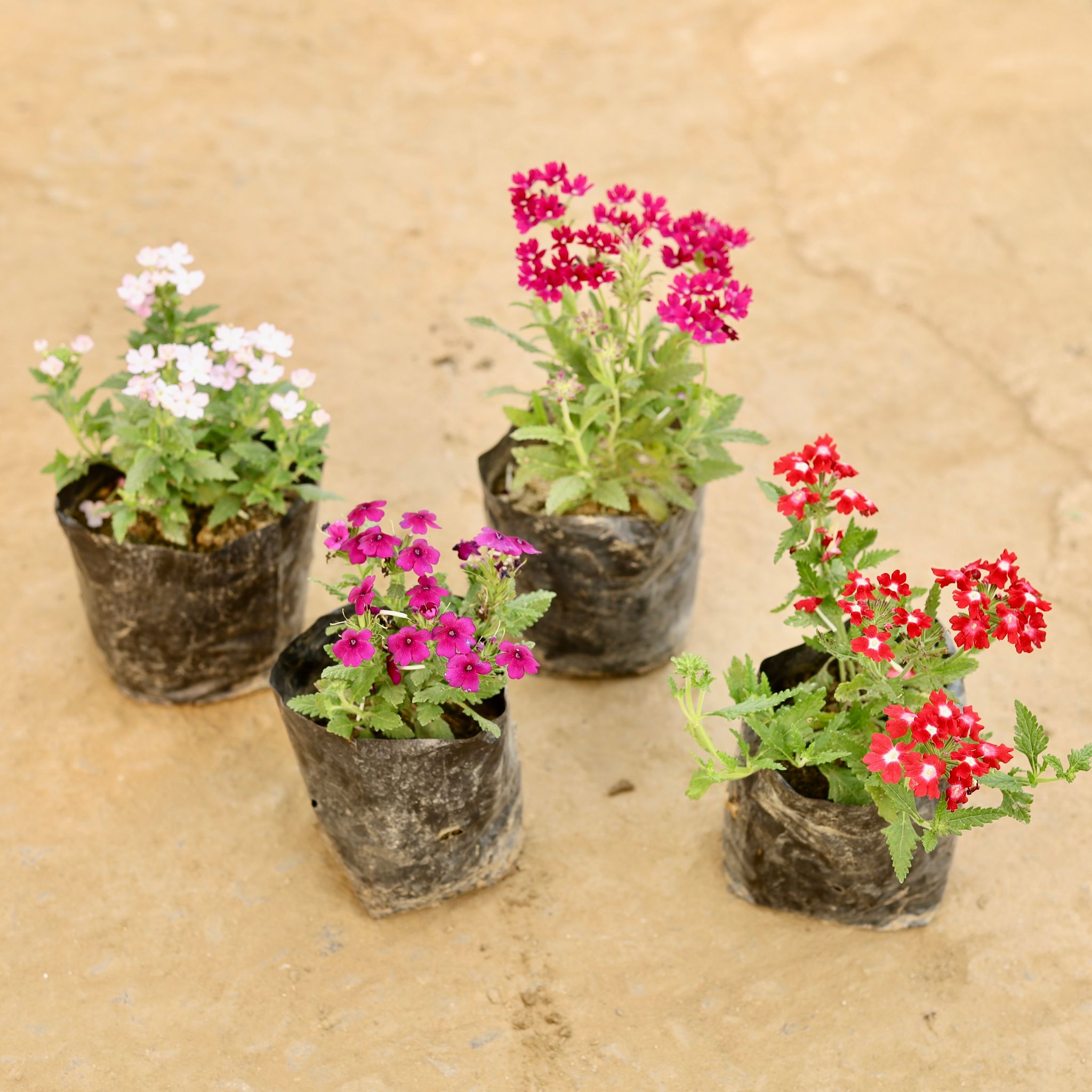 Set of 4 - Verbena (Any Colour) in 4 Inch Nursery bag