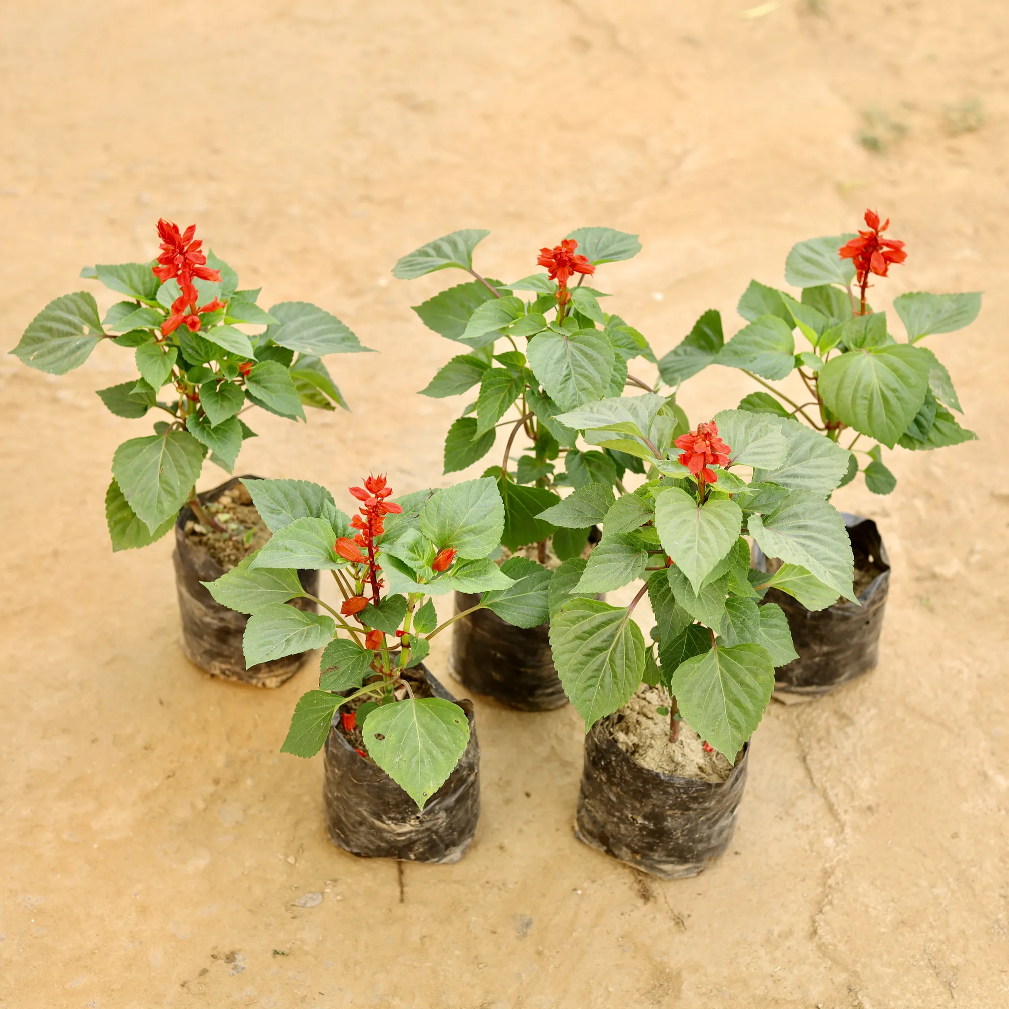 Set of 5 - Salvia (Any Colour) in 4 Inch Nursery bag