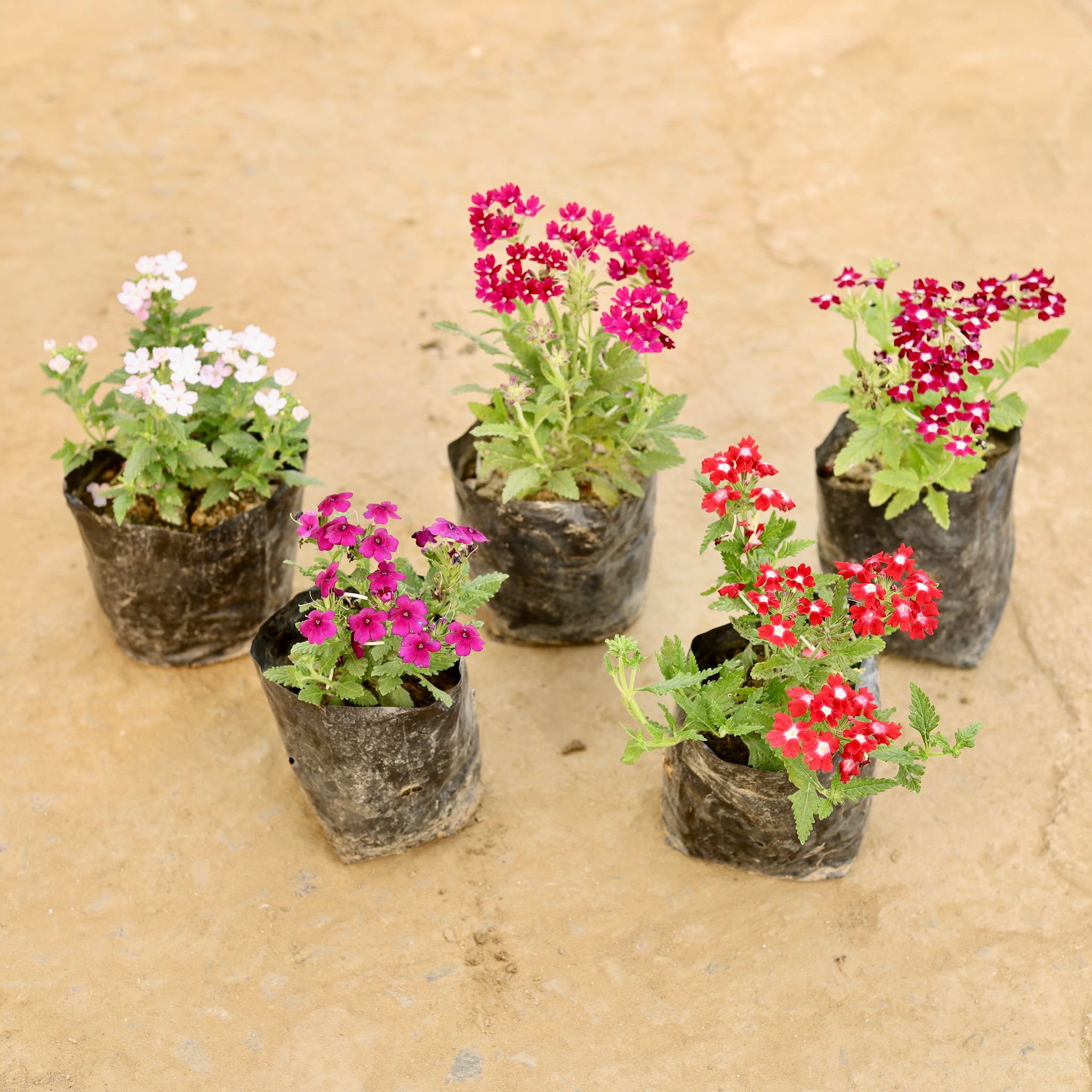 Set of 5 - Verbena (Any Colour) in 4 Inch Nursery bag