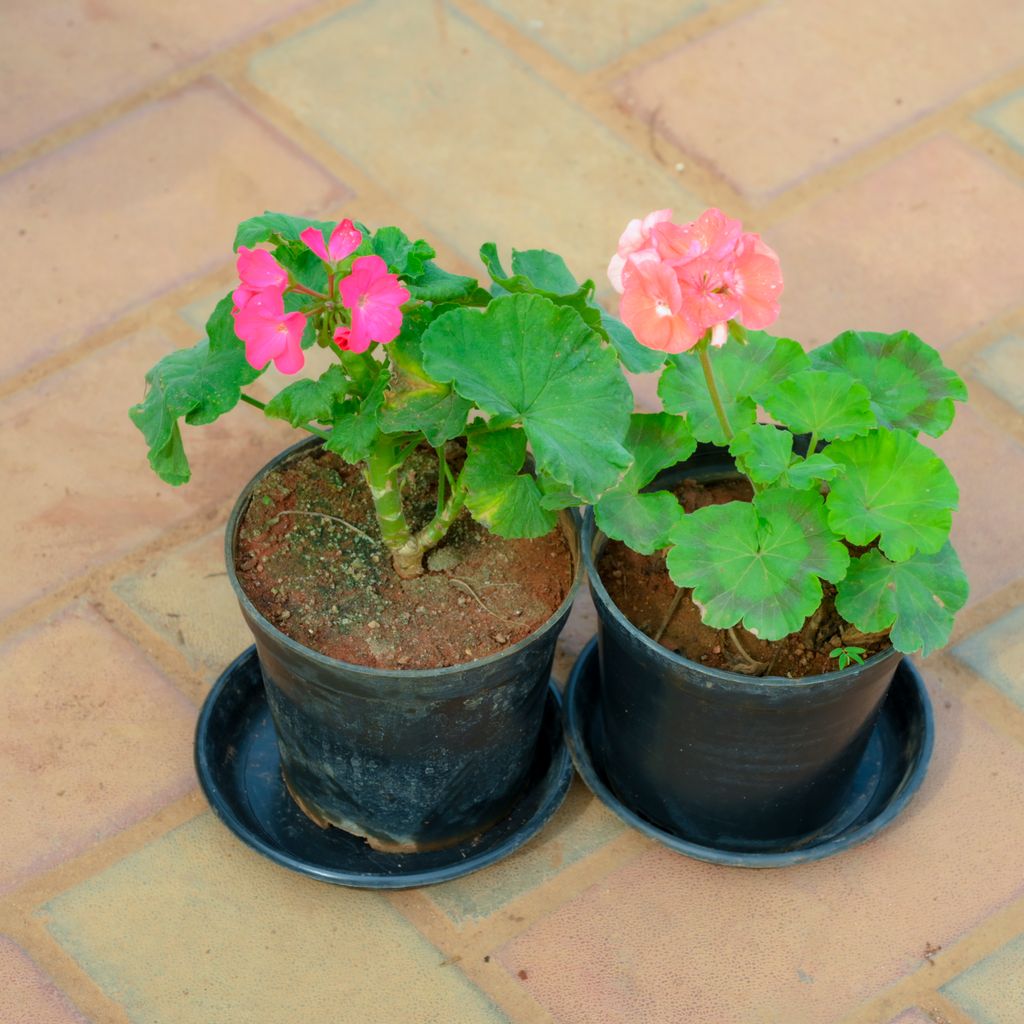 Buy Set Of 2 - Geranium (Any Colour) in 5 Inch Nursery Pot With Tray Online | Urvann.com Set Of 2 - Geranium (Any Colour) in 5 Inch Nursery Pot With Tray
