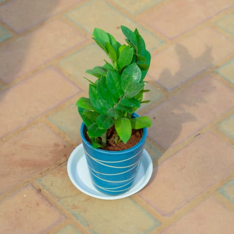 Zz Green in 5 Inch Blue Designer Ceramic Pot With Tray