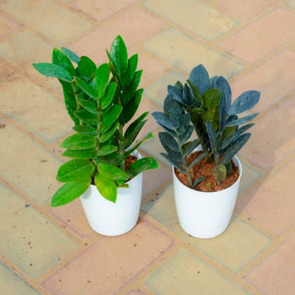 Buy Set Of 2 - Zz Green & Black in 5 Inch White Premium Sphere Plastic Pot Online | Urvann.com