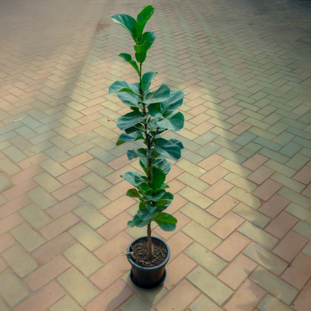 Buy Fiddle Leaf Fig / Ficus Lyrata in 8 Inch Nursery Pot With Tray Online | Urvann.com Fiddle Leaf Fig / Ficus Lyrata in 8 Inch Nursery Pot With Tray