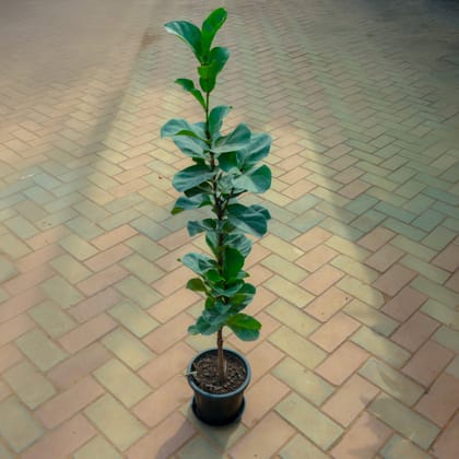 Buy Fiddle Leaf Fig / Ficus Lyrata in 8 Inch Nursery Pot With Tray Online | Urvann.com