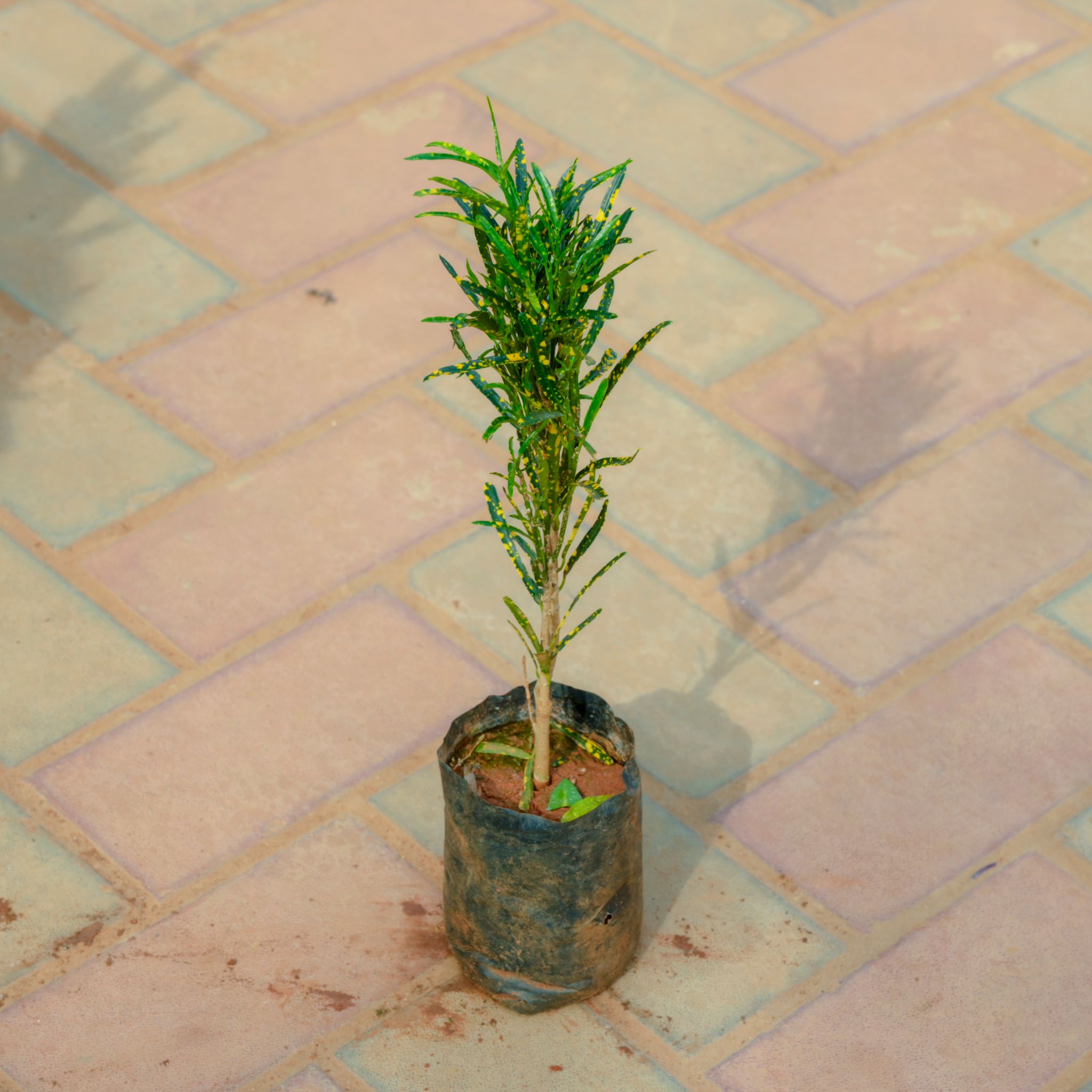 Baby Croton Small Leaf in 4 Inch Nursery Bag