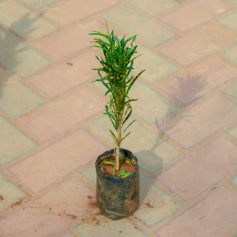 Baby Croton Small Leaf in 4 Inch Nursery Bag