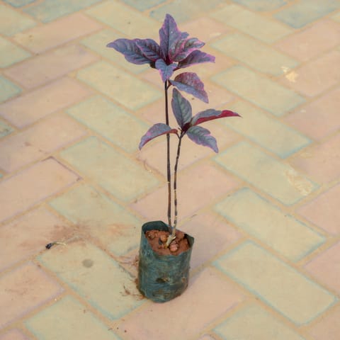 Croton Black in 4 Inch Nursery Bag