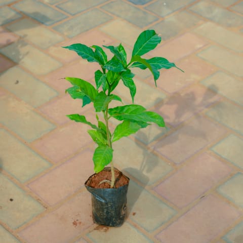 Mogra / Jasmine in 4 Inch Nursery Bag