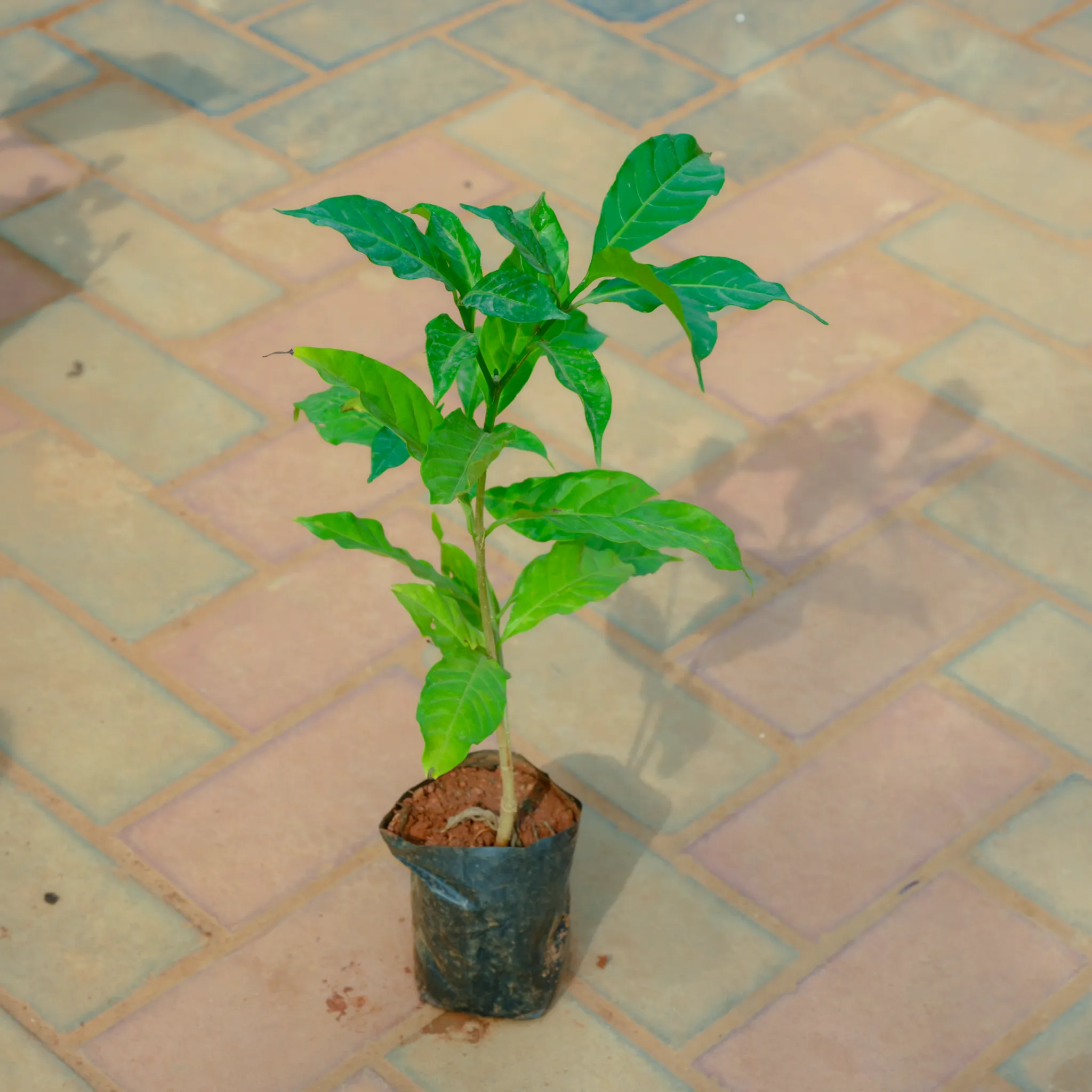 Mogra / Jasmine in 4 Inch Nursery Bag