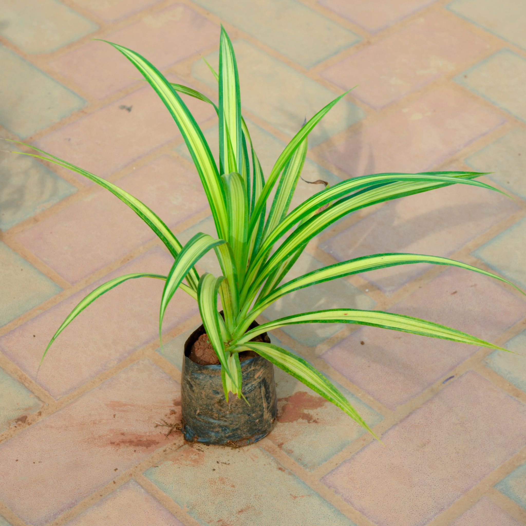 Spider in 4 Inch Nursery Bag