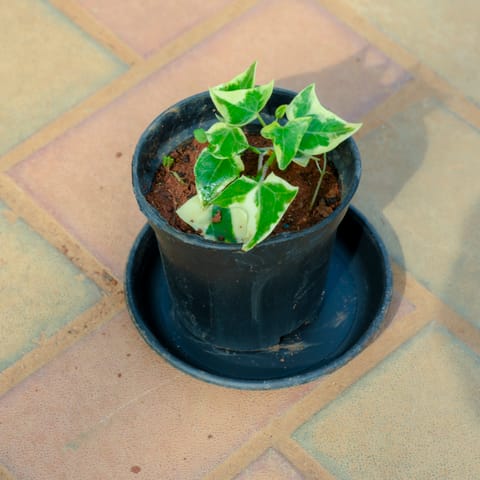English Ivy in 4 Inch Nursery Pot With Tray