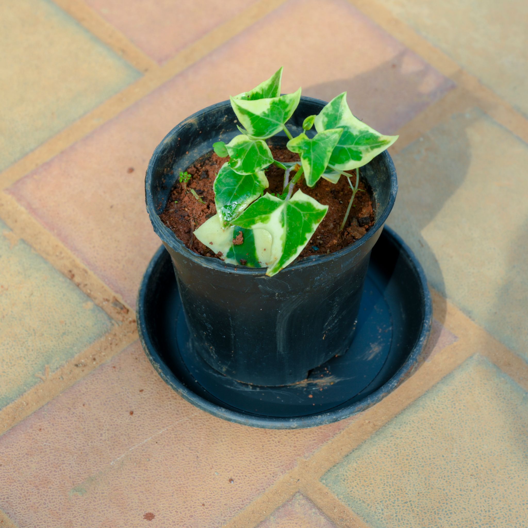 English Ivy in 4 Inch Nursery Pot With Tray