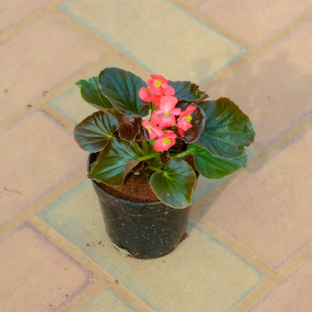 Buy Begonia Red in 4 Inch Nursery Pot Online | Urvann.com Begonia Red in 4 Inch Nursery Pot