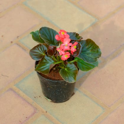 Buy Begonia Red in 4 Inch Nursery Pot Online | Urvann.com