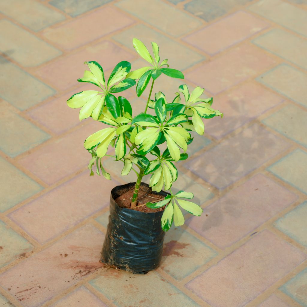 Buy Schefflera Green White in 4 Inch Nursery Bag Online | Urvann.com Schefflera Green White in 4 Inch Nursery Bag