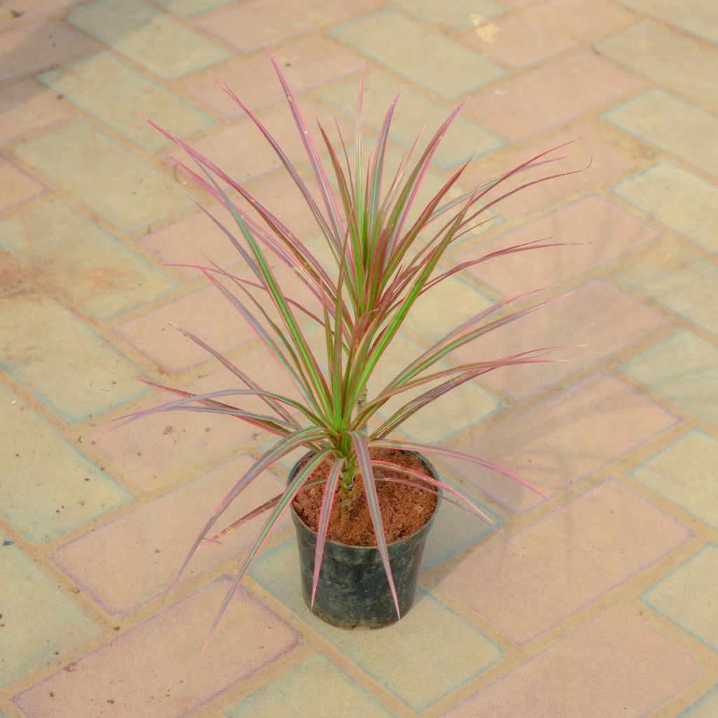 Buy Dracaena Colorama Red in 4 Inch Nursery Pot Online | Urvann.com Dracaena Colorama Red in 4 Inch Nursery Pot