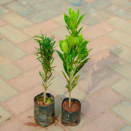 Buy Set Of 2 - Baby Croton in 4 Inch Nursery Bag Online | Urvann.com