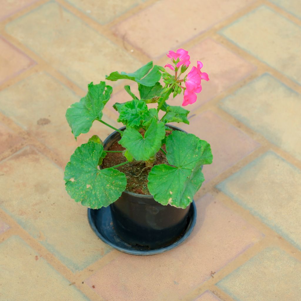 Buy Geranium (Any Colour) in 5 Inch Nursery Pot With Tray Online | Urvann.com Geranium (Any Colour) in 5 Inch Nursery Pot With Tray