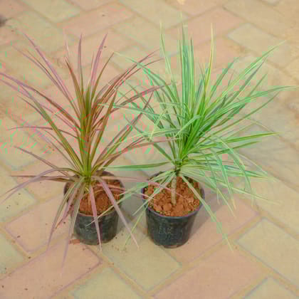 Buy Set Of 2 - Dracaena Colorama Red & Green in 4 Inch Nursery Pot Online | Urvann.com