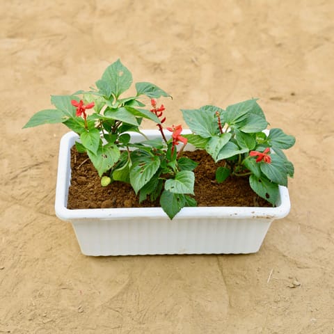 Salvia Red in 14 inch White Premium Jupiter Rectangular Window Planter
