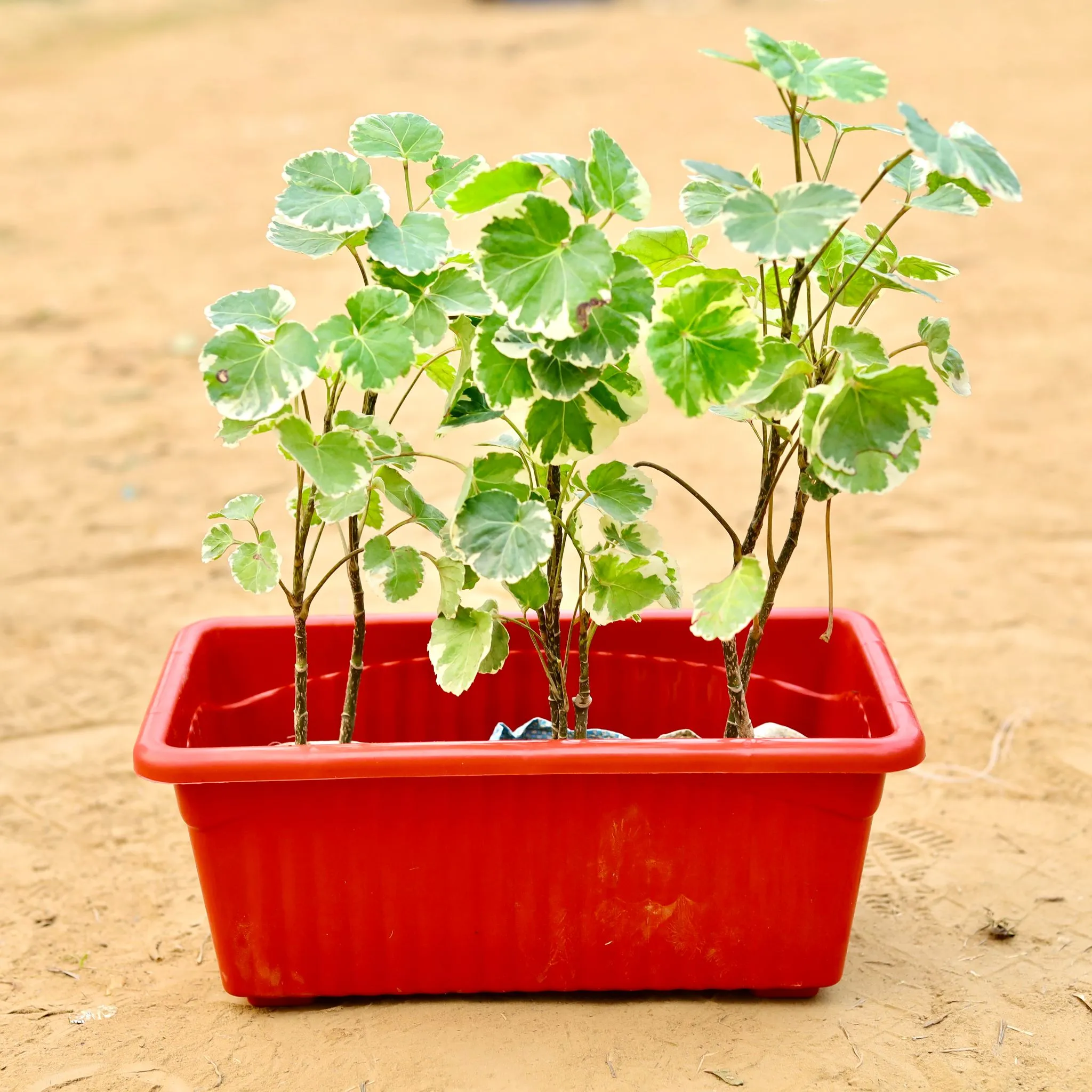 Three Aralia apple leaf in 14 Inch Brown Premium Jupiter Rectangular Window Planter