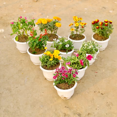 Bloom Squad: Winter Edition -  Set Of any 6 - Periwinkle, Marigold, Marigold Jafri, Chrysanthemum, Salvia, Verbena, Alyssum, Calendula, Petunia & Dianthus (Any Colour) in 8 Inch White Olive Plastic Pot
