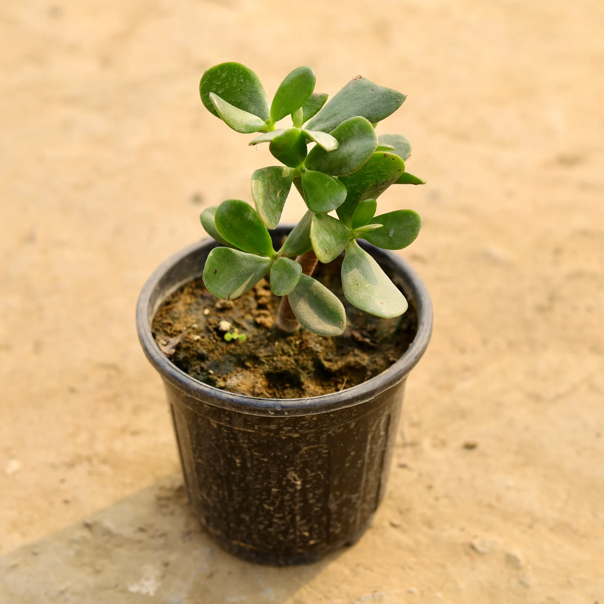 Crasulla in 6 Inch Nursery Pot