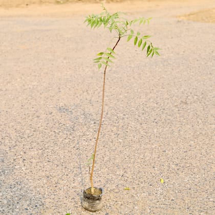 Buy Neem in 4 Inch Nursery Bag Online | Urvann.com
