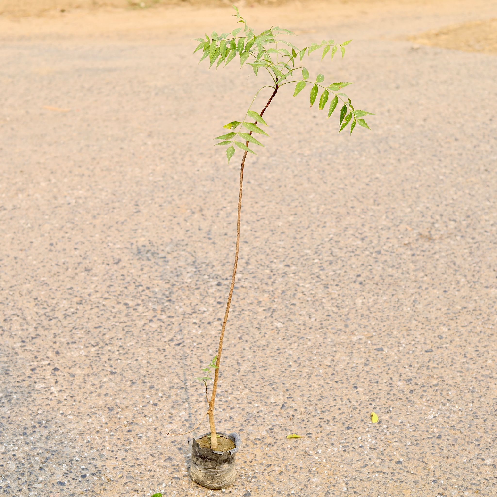 Neem in 4 Inch Nursery Bag