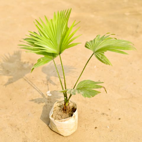 China / Fan Palm in 4 Inch Nursery Bag