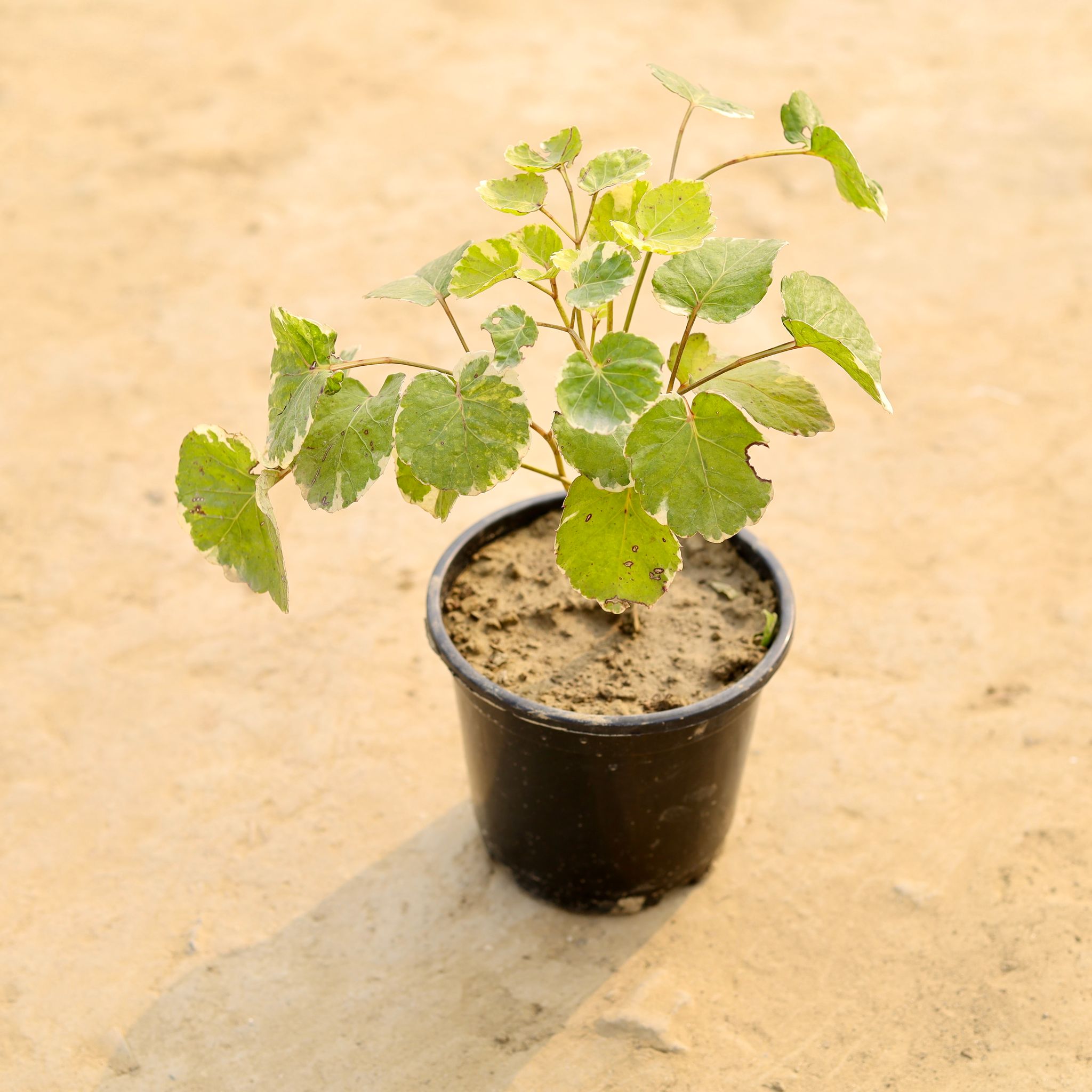Aralia Green in 6 Inch Nursery Pot