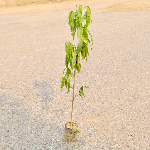 Ashoka Plant� in 6 Inch Nursery Bag