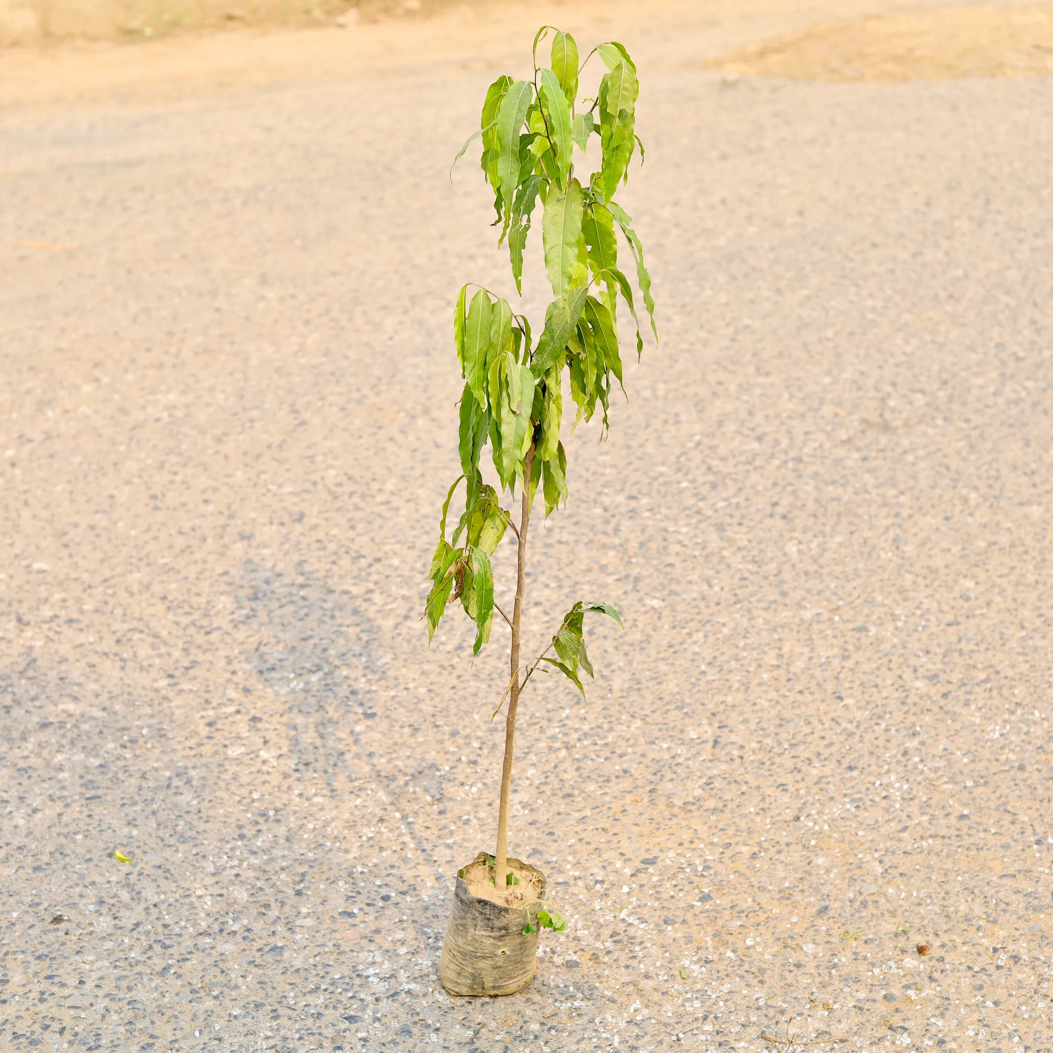 Ashoka Plant? in 6 Inch Nursery Bag