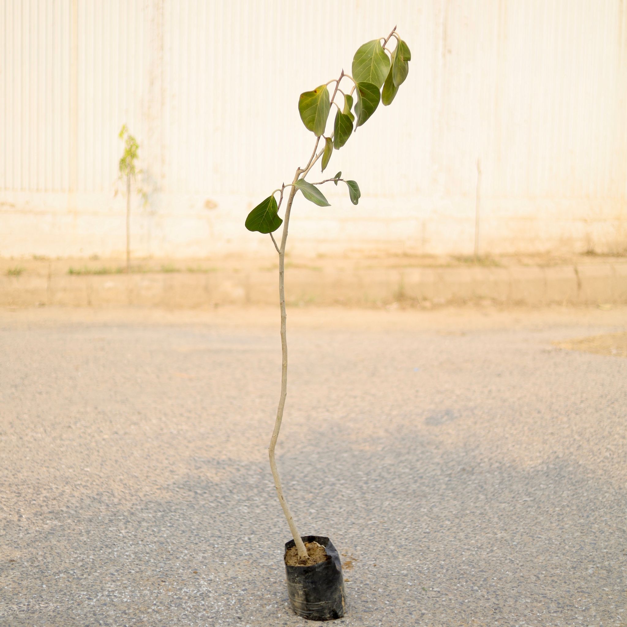 Arjun?Plant in 4 Inch Nursery Bag