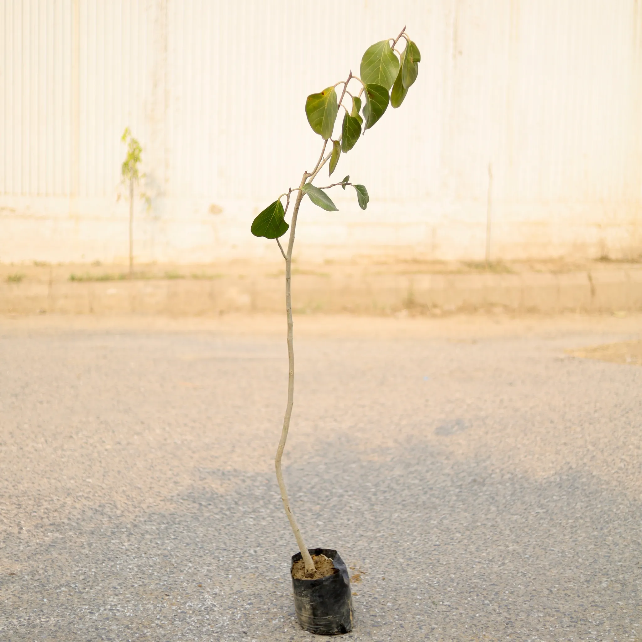 Arjun?Plant in 4 Inch Nursery Bag